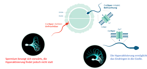 Das Bild zeigt den Unterschied zwischen einem funktionsfähigen und einem defekten CatSper-Kanal im Spermium. Links bewegt sich das Spermium vorwärts, kann aber aufgrund des Defekts nicht befruchten. Rechts ermöglicht ein intakter CatSper-Kanal die Hyperaktivierung und das Eindringen in die Eizelle.