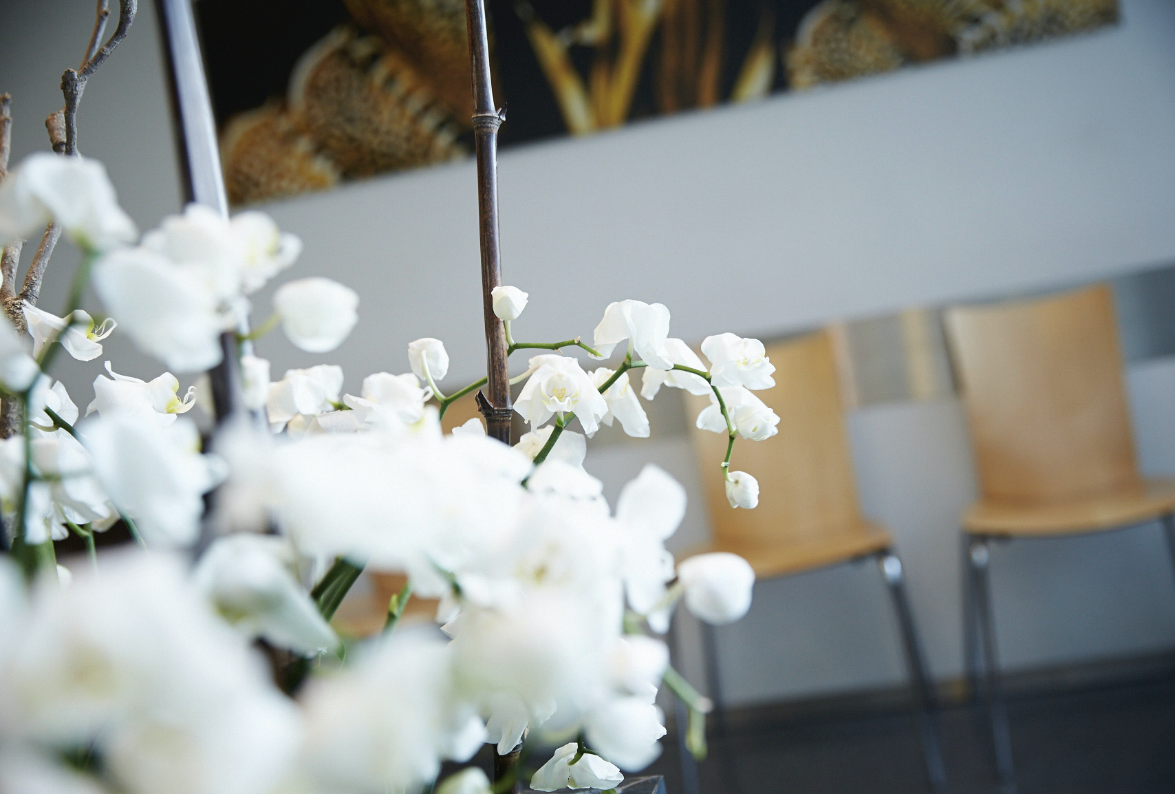 Ein Arrangement aus weißen Orchideen in einem modernen Raum. Im Hintergrund sind Holzstühle und eine Wand mit einem abstrakten Kunstwerk sichtbar. Das Bild vermittelt eine ruhige und einladende Atmosphäre.
