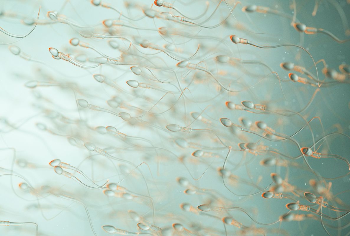 Eine Vielzahl von Spermien schwimmt in einem verschwommenen, blauen Hintergrund. Die Spermien sind schlank und haben einen langen Schwanz, der ihnen zu ihrer Fortbewegung dient. Sie sind in verschiedenen Positionen angeordnet, was dynamische Bewegung andeutet.
