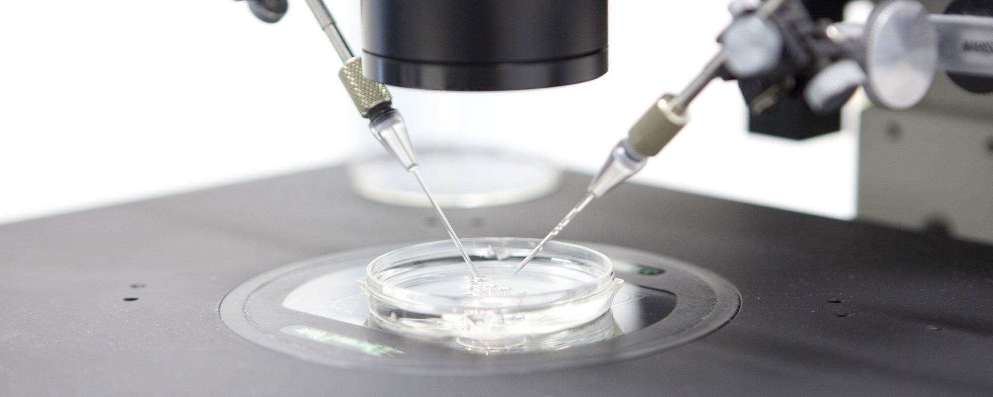 Mikroskop mit Pipetten über einer Petrischale