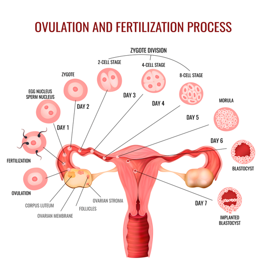 Illustration des Prozesses von Ovulation und Befruchtung. Die Grafik zeigt Folgendes: Ovulation, Befruchtung, die Entwicklung der Zygote in verschiedene Stadien (2-Zell-, 4-Zell-, 8-Zell-Stadium, Morula, Blastozysten) und die Implantation. Alle Schritte sind chronologisch nummeriert.